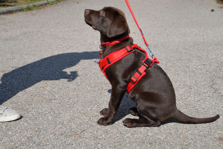 petlando Mesh Comf-YGeschirr